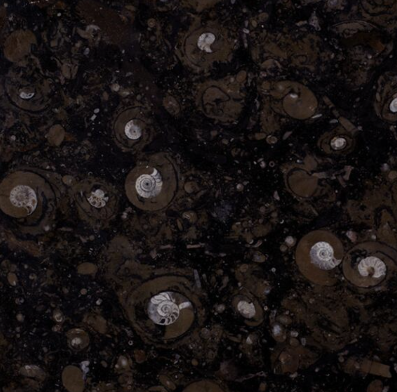 Fossil Black Limestone